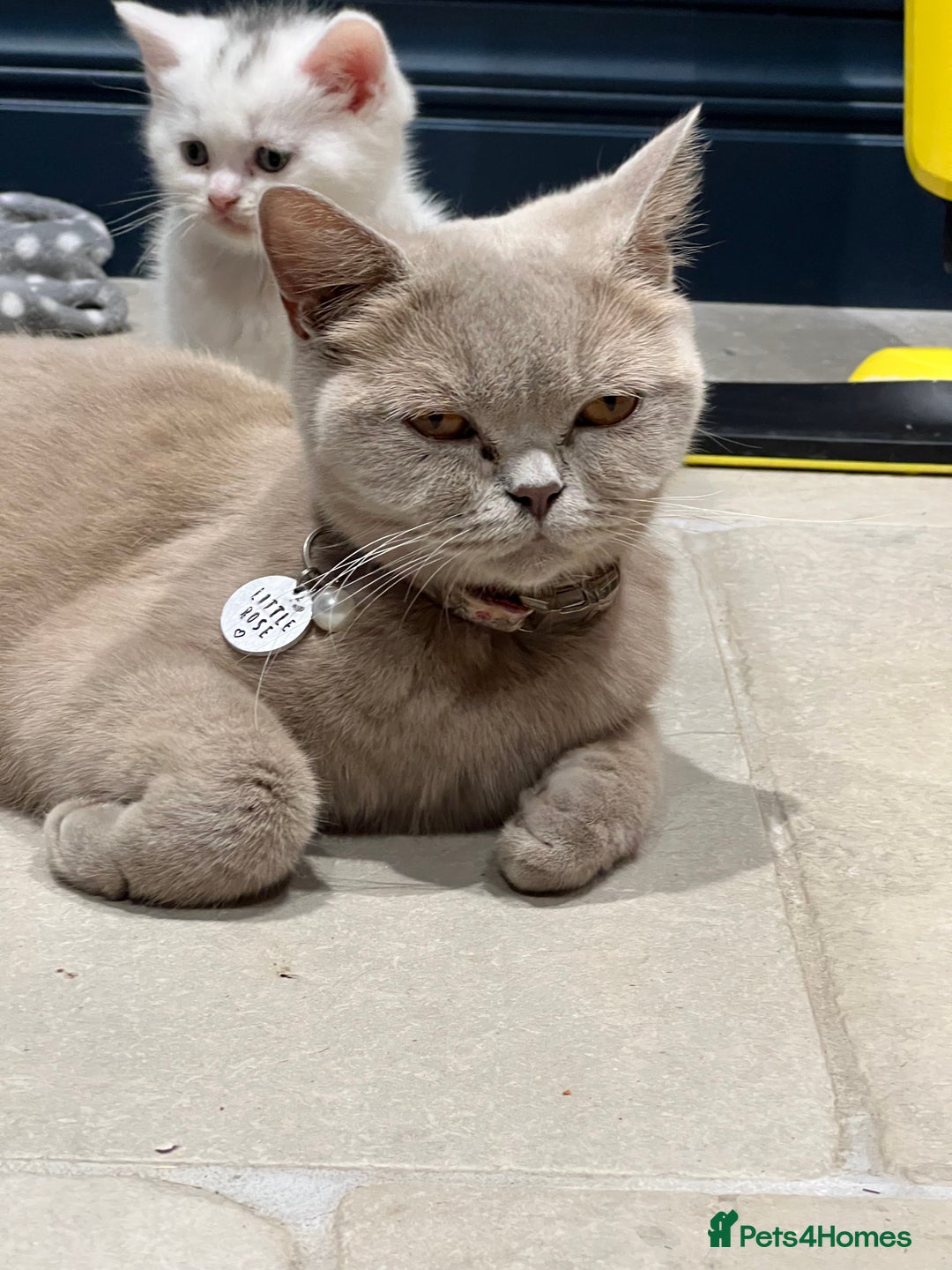 British Shorthair cats for sale: 2 lilac British shorthair cats - Image 5