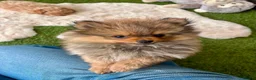 Pomeranian dogs for sale: STUNNING POMERANIAN PUPPYS  in Blackpool - Advert 6