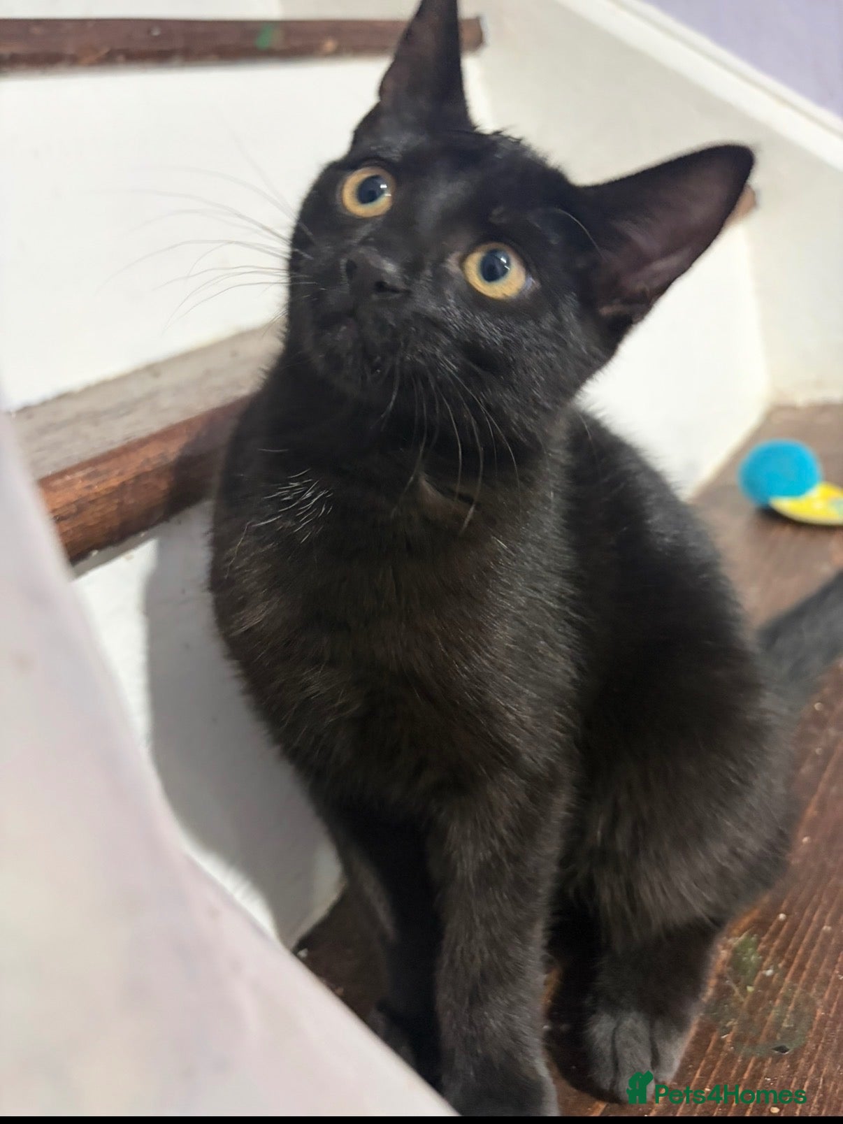 Mixed Breed cats Male black kitten - Advert 4