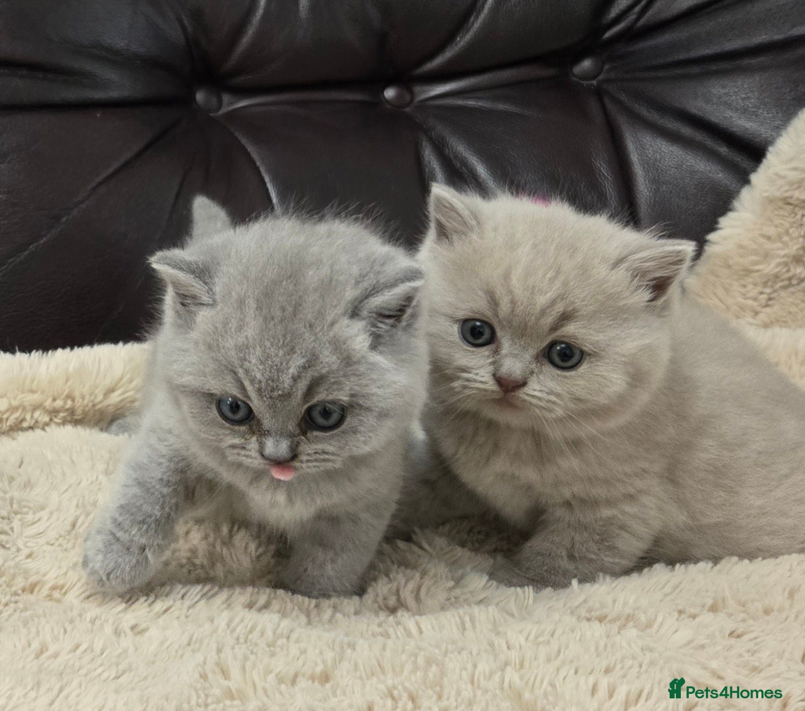 British Shorthair cats GCCF registered Imperial Grand Champion dad 🏆😍  - Advert 12