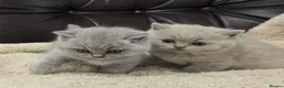 British Shorthair cats for sale: GCCF registered Imperial Grand Champion dad 🏆😍  - Advert 4