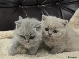 British Shorthair cats GCCF registered Imperial Grand Champion dad 🏆😍 - Advert 12