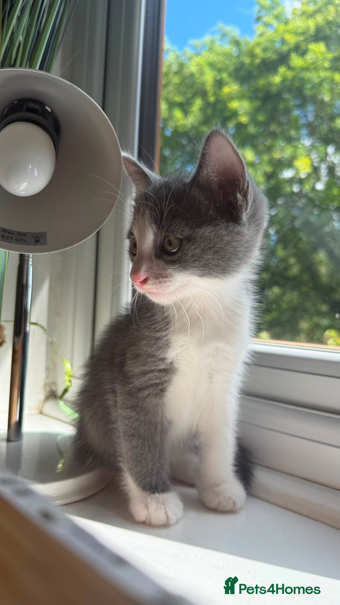Russian Blue cats Russian blue x British short hair  - Advert 2
