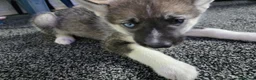 Huskita dogs for sale: huskita/siberian husky puppies - Advert 3