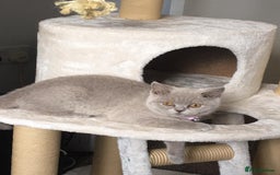 British Shorthair cats for sale: For adoption  - Image 1