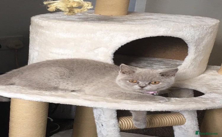 British Shorthair cats - Advert 15
