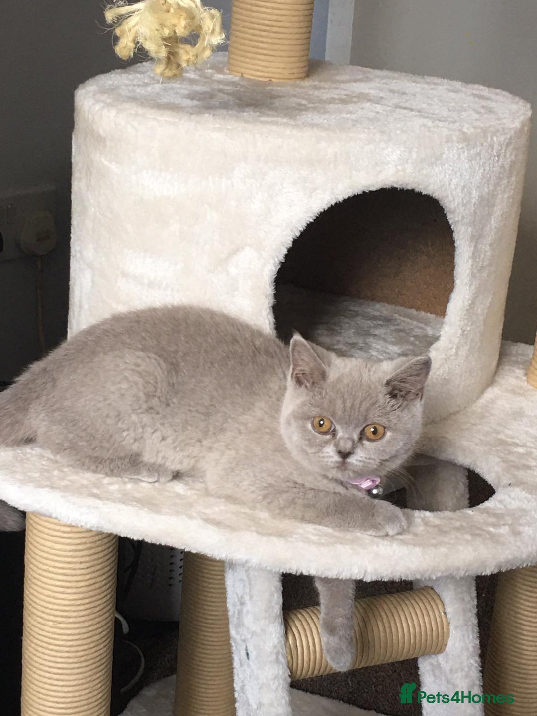 British Shorthair cats for sale: For adoption  - Image 1