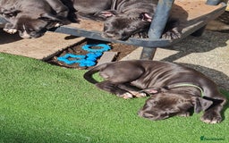 American Bull Staffy dogs for sale: 3GIRLS £600 American Staffordshire Terrier Puppies - Image 6