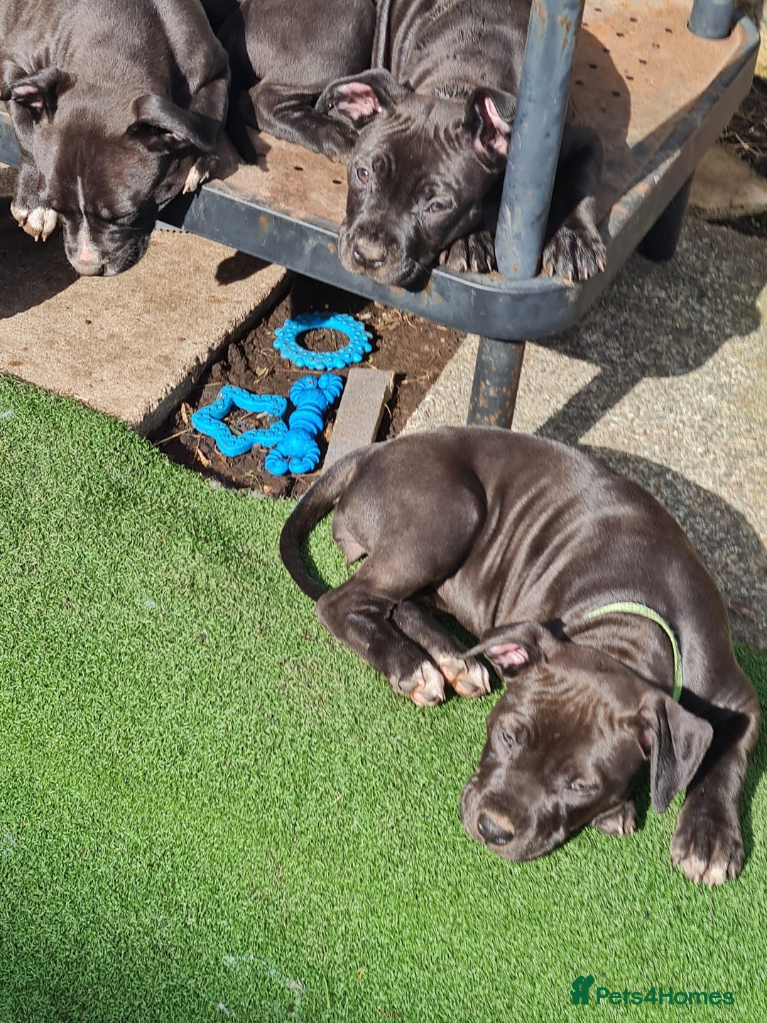 American Bull Staffy dogs for sale: 3GIRLS £600 American Staffordshire Terrier Puppies - Image 6