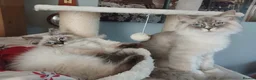Siberian cats for sale: Beautiful Siberian kittens  - Advert 10