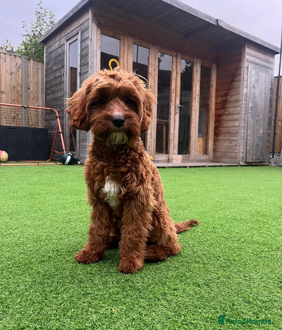 Cavapoo dogs for sale: Beautiful red cavapoos - Advert 3