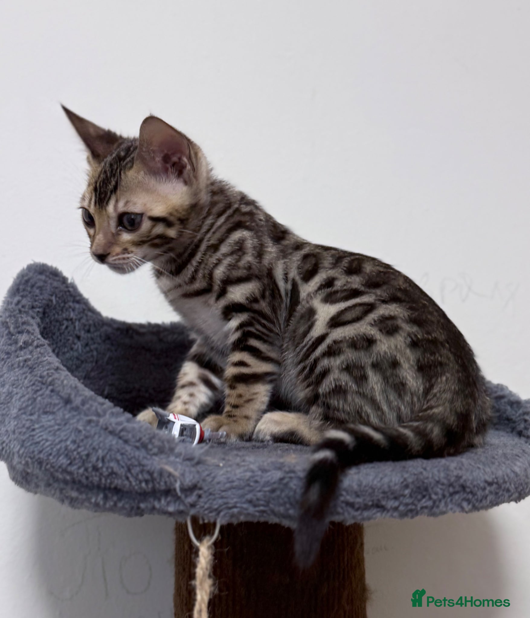 Bengal cats Bengal boy🐆 - Advert 2