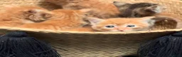 Mixed Breed cats for sale: Ginger Farm kittens  - Advert 2