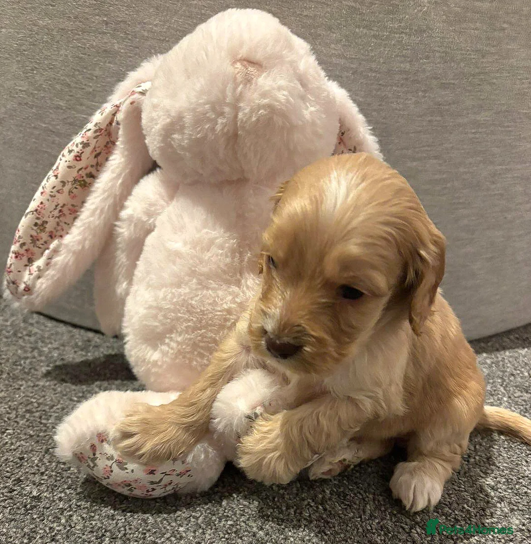 Cockapoo dogs for sale: Cockapoo Puppies - Advert 14