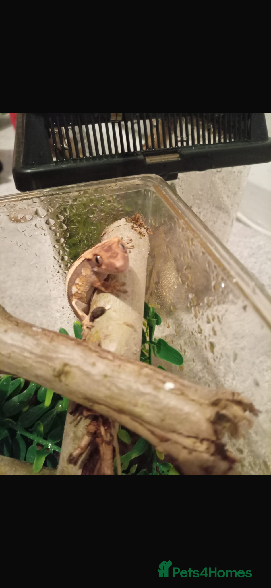 Gecko reptiles Baby crested gecko’s - Advert 2