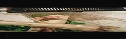 Gecko reptiles for sale: Baby crested gecko’s in Wolverhampton - Advert 1