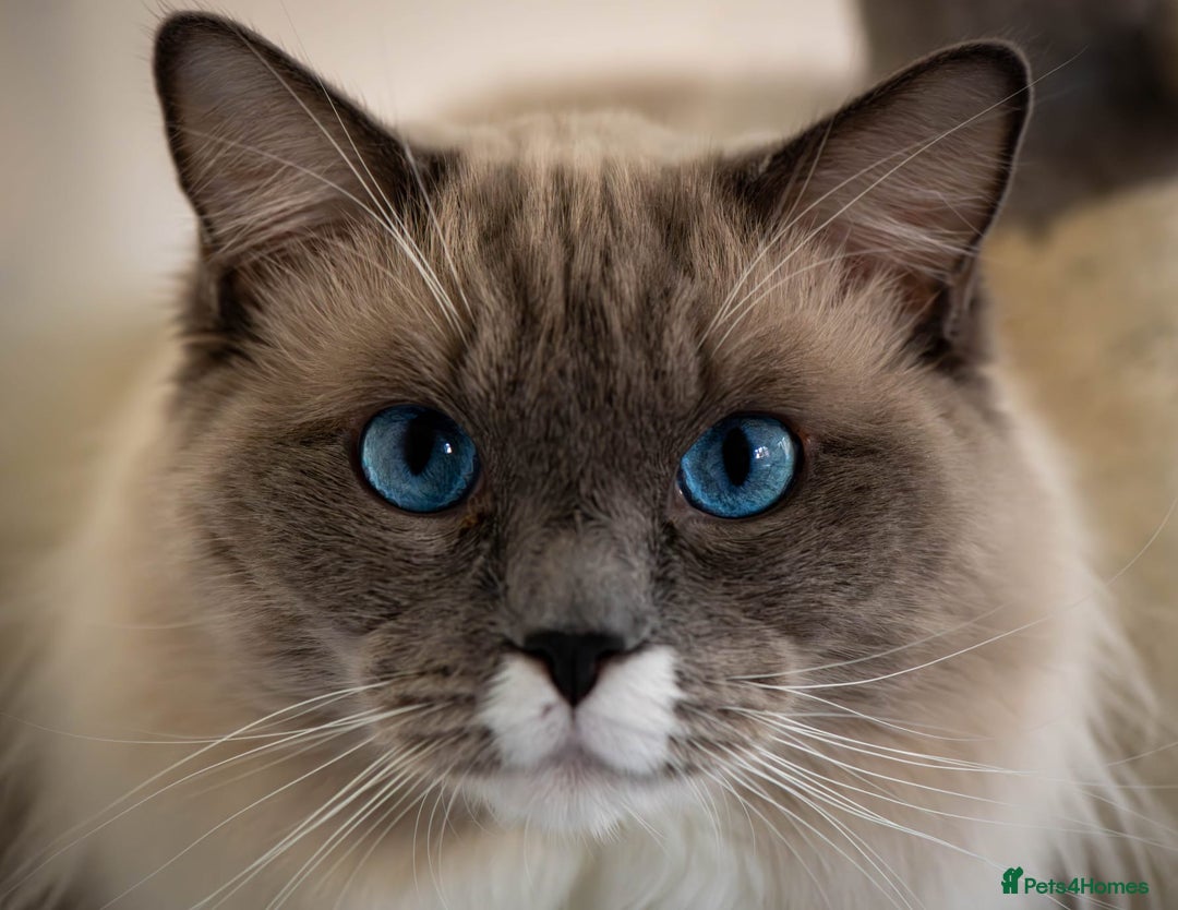Ragdoll cats for sale: Stunning Bluepoint Ragdoll kittens!  - Image 4