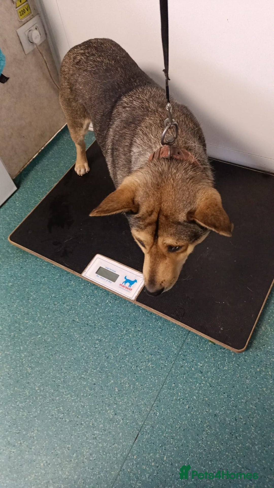 Mixed Breed dogs for adoption: 🐺 WOLFIE – A Brave Soul Ready for a New Life 🖤 - Advert 40