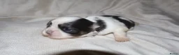Shih Tzu dogs for sale: ‼️Tiny imperial babies super rare dna🧬 in Liverpool - Advert 7