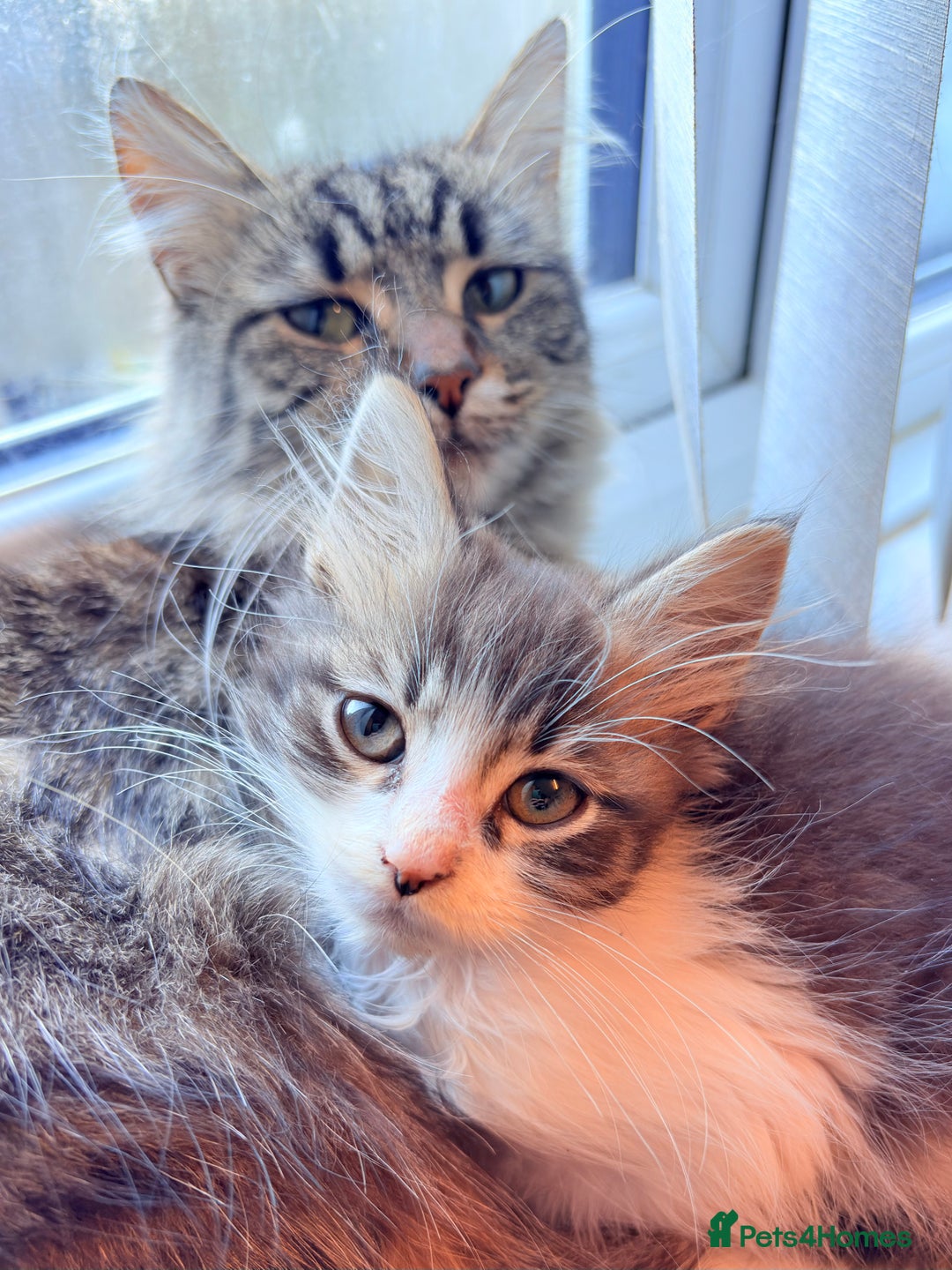 Maine Coon cats for sale: Maine Coon X Kittens - Advert 3