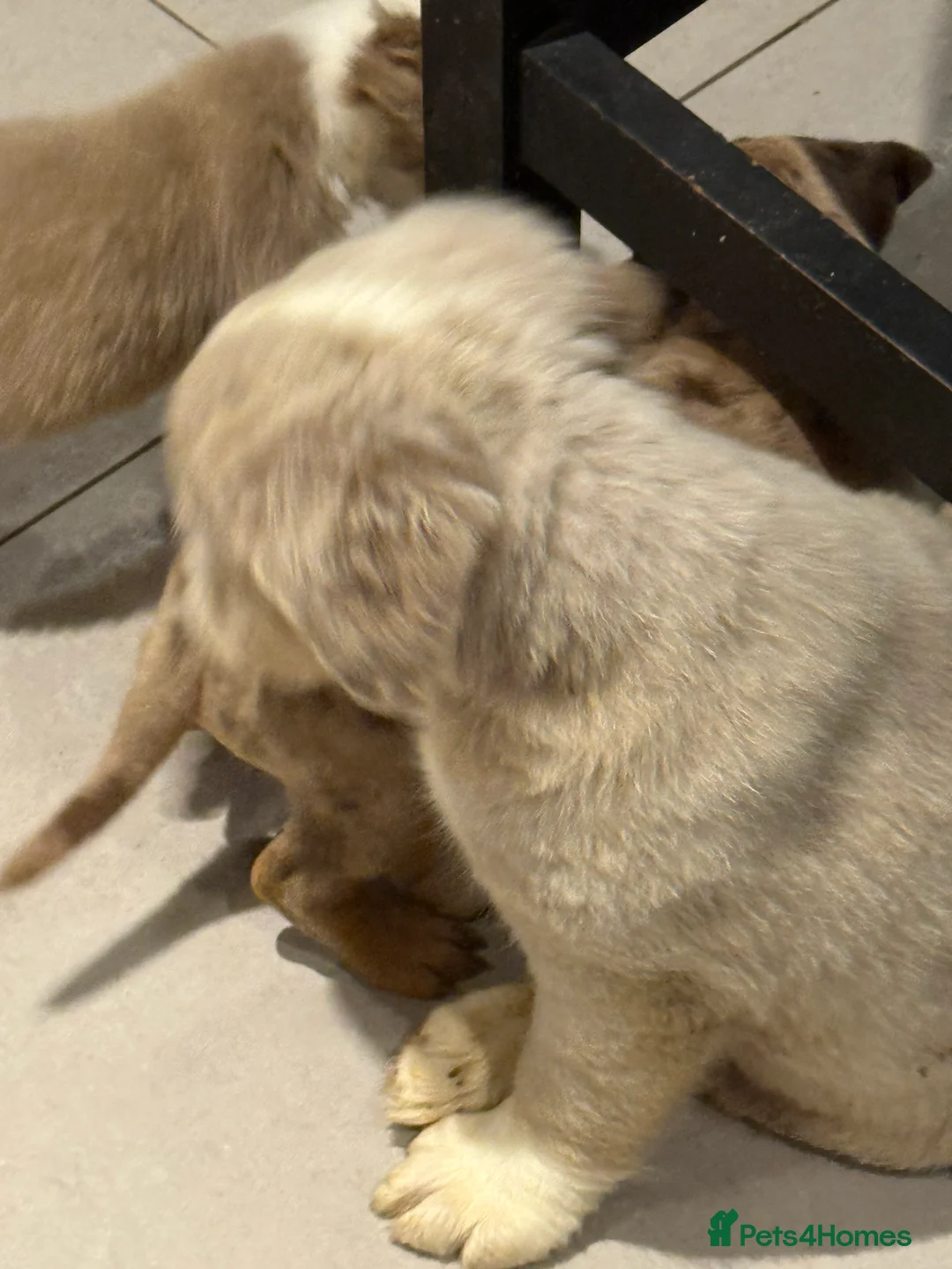 Old Tyme Bulldog dogs for sale: Olde English Fluffy bulldog puppies - Advert 31