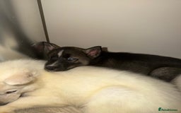 Siberian Husky dogs for sale: 3 x Siberian husky puppies  - Image 22