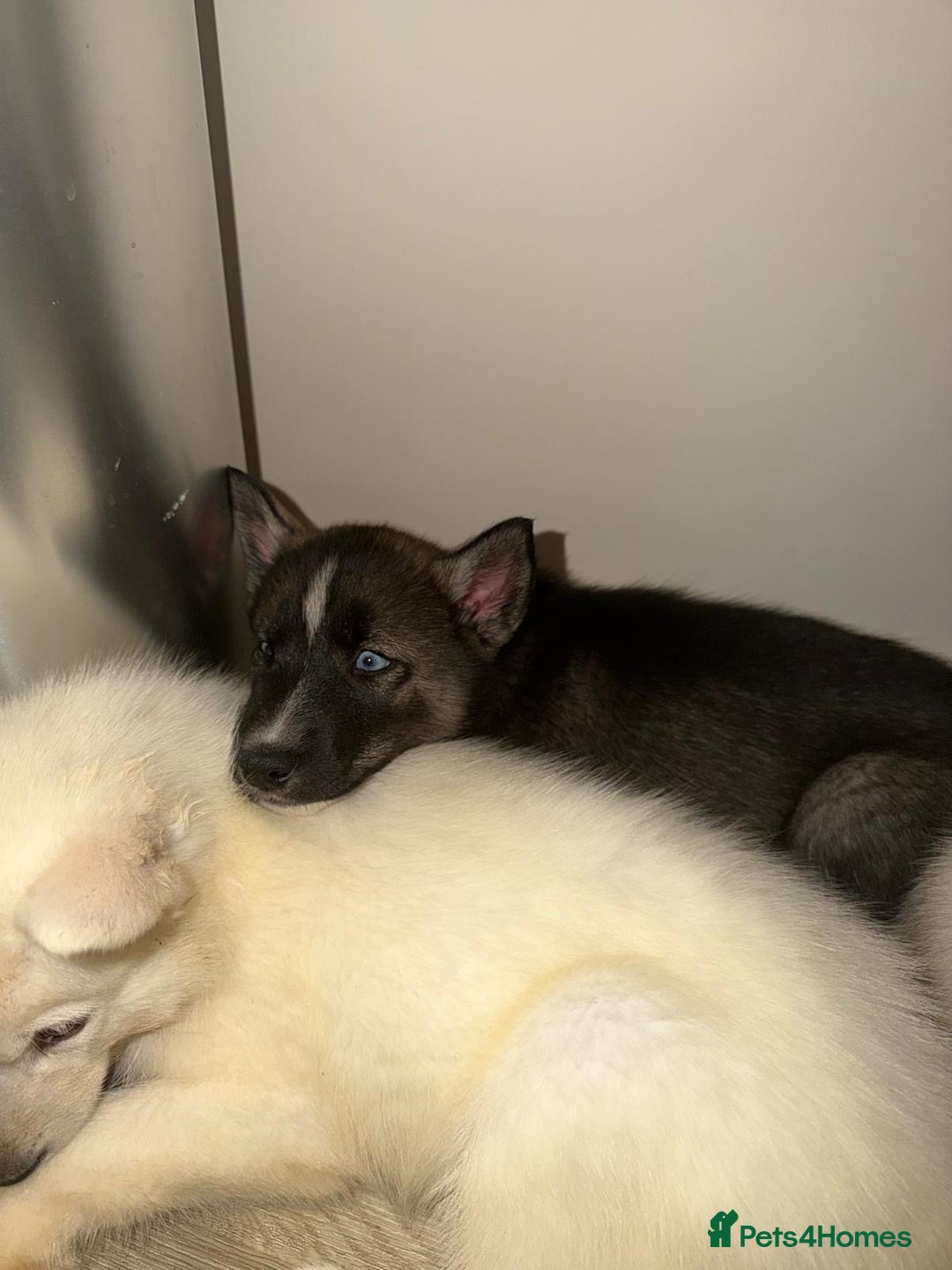 Siberian Husky dogs for sale: 3 x Siberian husky puppies  - Image 22