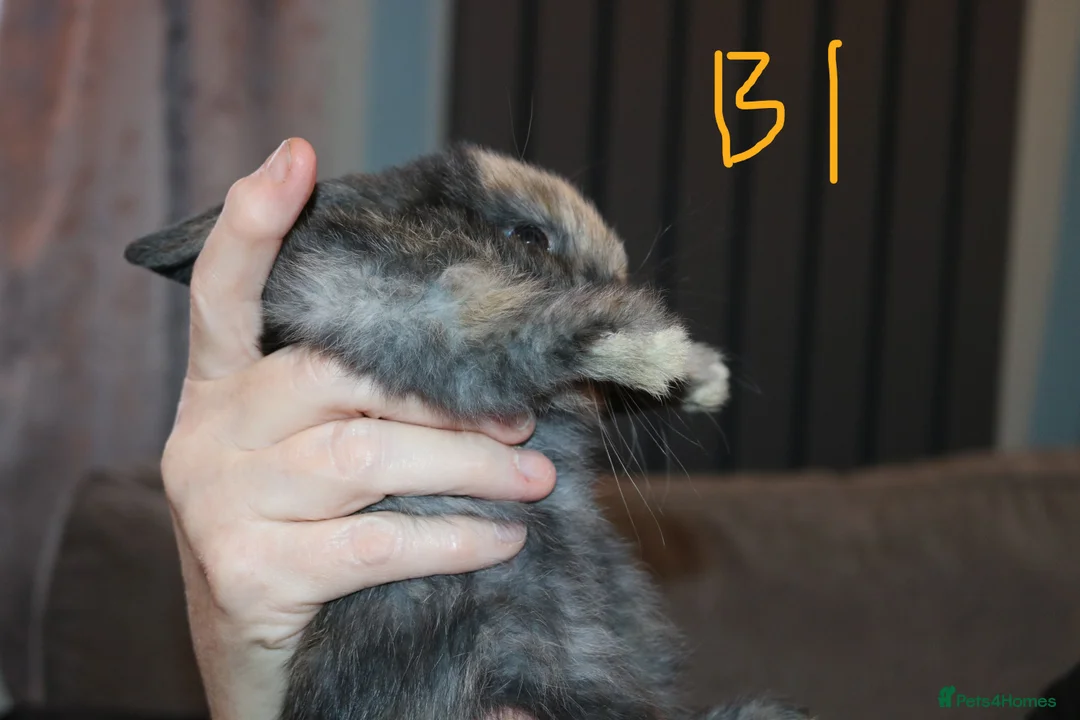 Mini Lop rabbits for sale: Mini Lop babies x 3 - Advert 3