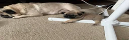 Pug dogs for sale: Pug baby girl for sale  in Swansea - Advert 2