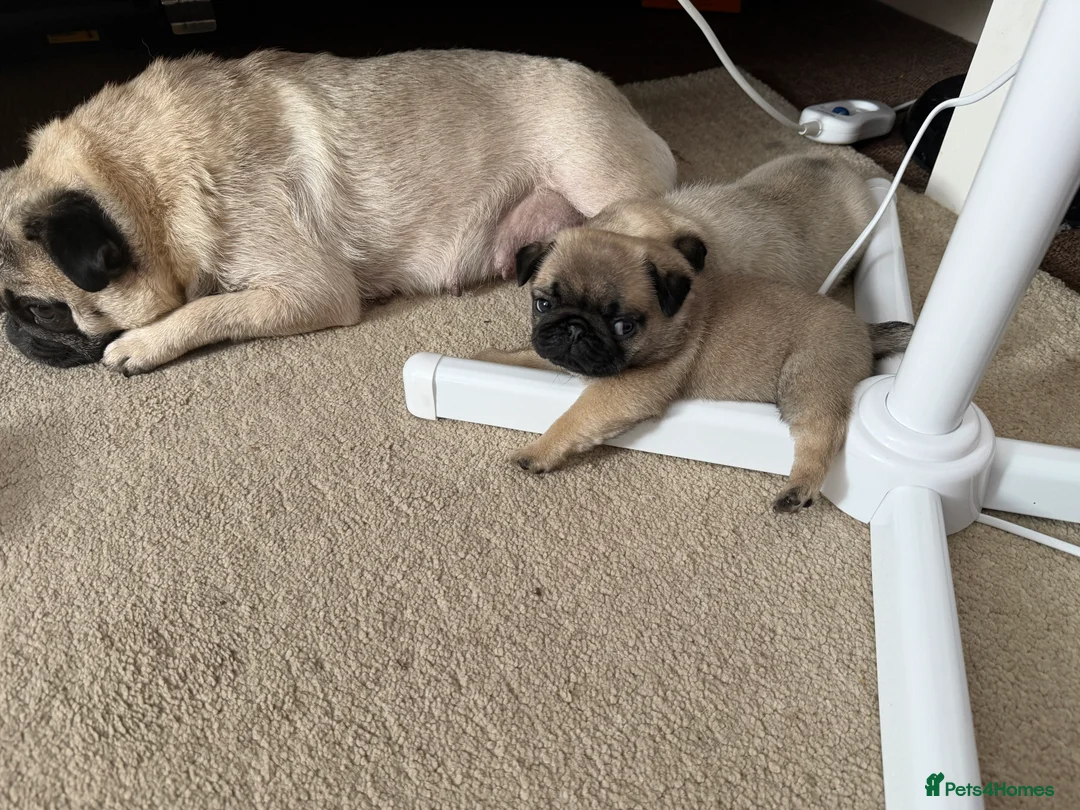 Pug dogs for sale: Pug baby girl for sale  in Swansea - Advert 2