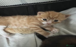 Mixed Breed cats for sale: Beautiful mixed breed kittens  - Image 7