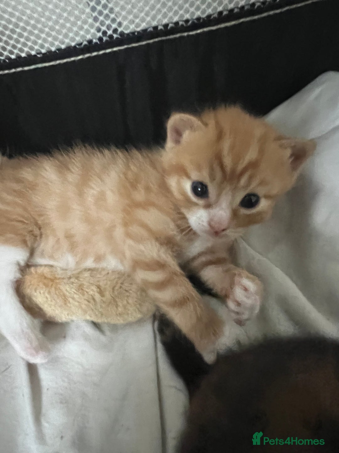 Mixed Breed cats for sale: Beautiful mixed breed kittens  - Image 7