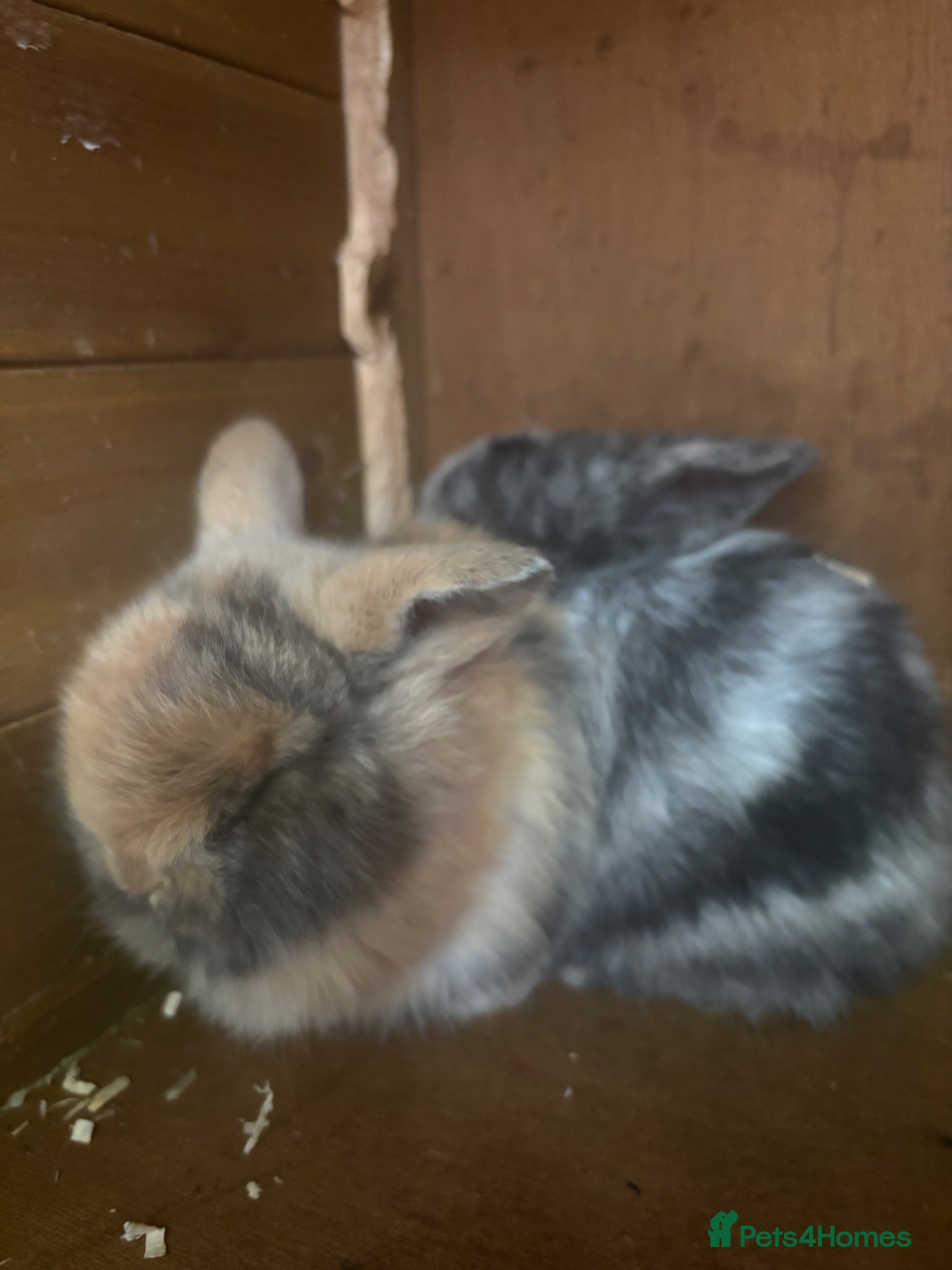 Mini Lop rabbits for sale: 3 mini lops  - Advert 1