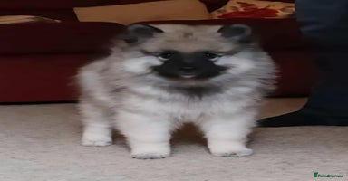 Keeshond dogs - Advert 12