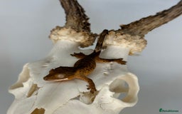 Gecko reptiles for sale: Young crested geckos various morphs Unsexed  - Image 1