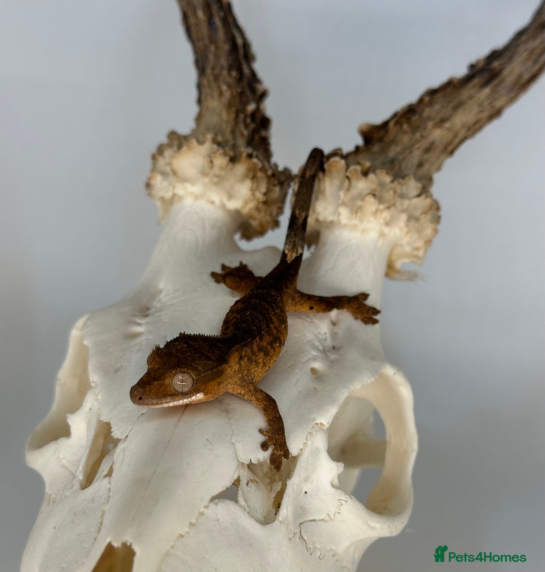 Gecko reptiles for sale: Young crested geckos various morphs Unsexed  - Image 1