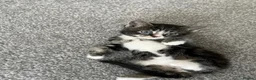 Bombay cats for sale: Beautiful Kittens Ready for Loving Homes - Advert 18
