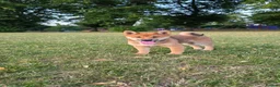 Japanese Shiba Inu dogs for sale: Shiba inu in Goole - Advert 4