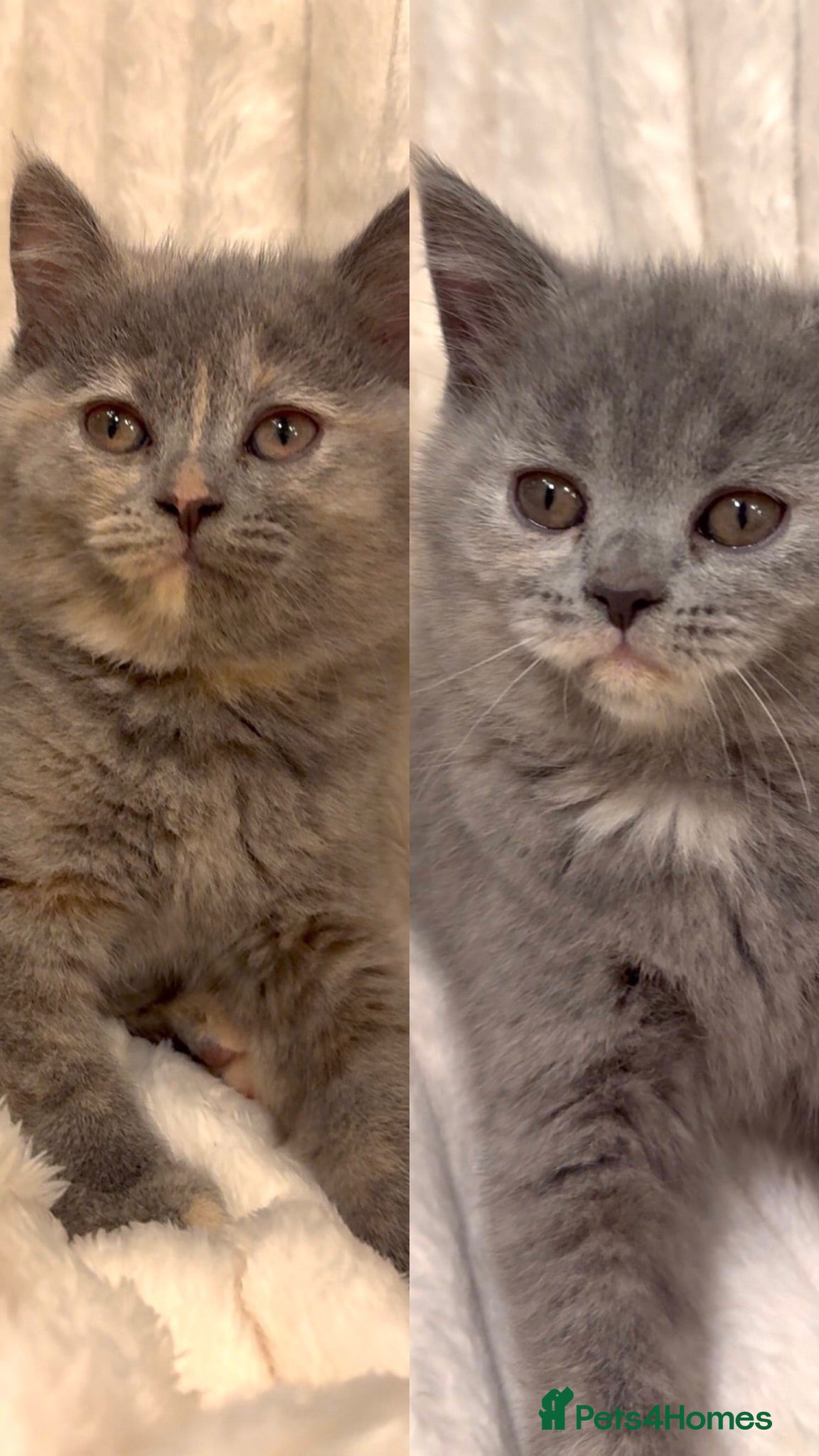 British Shorthair cats Only 2 playful girls left BSH kittens 😻 - Advert 1