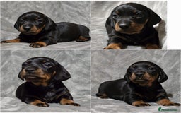Miniature Dachshund dogs for stud: Champion Sired, Crufts Qualified Shaded Red in Dalry - Image 8