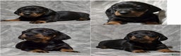 Miniature Dachshund dogs for stud: Champion Sired, Crufts Qualified Shaded Red in Dalry - Advert 8