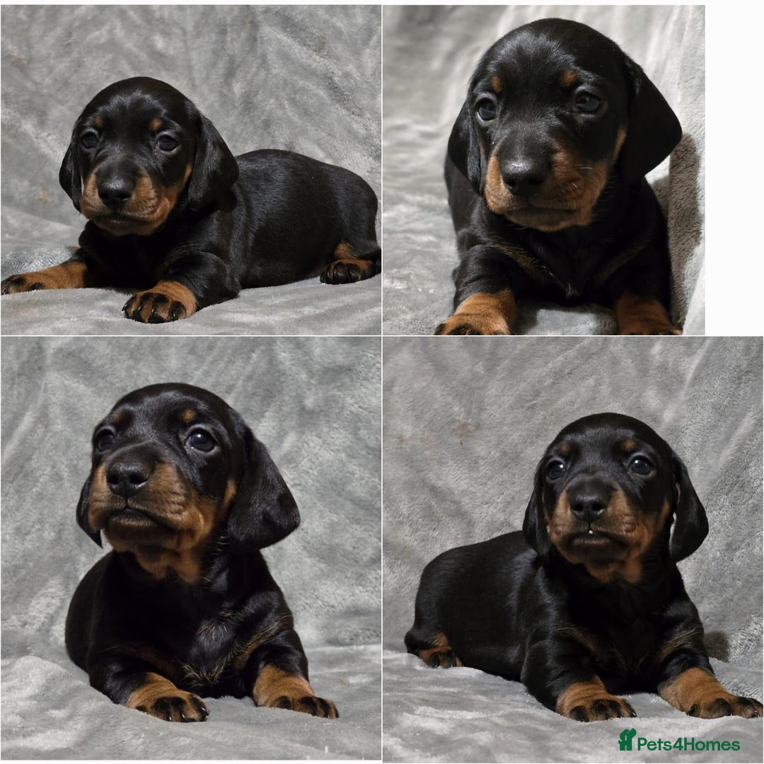 Miniature Dachshund dogs for stud: Champion Sired, Crufts Qualified Shaded Red in Dalry - Image 8
