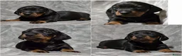 Miniature Dachshund dogs for stud: Champion Sired, Crufts Qualified Shaded Red in Dalry - Advert 8