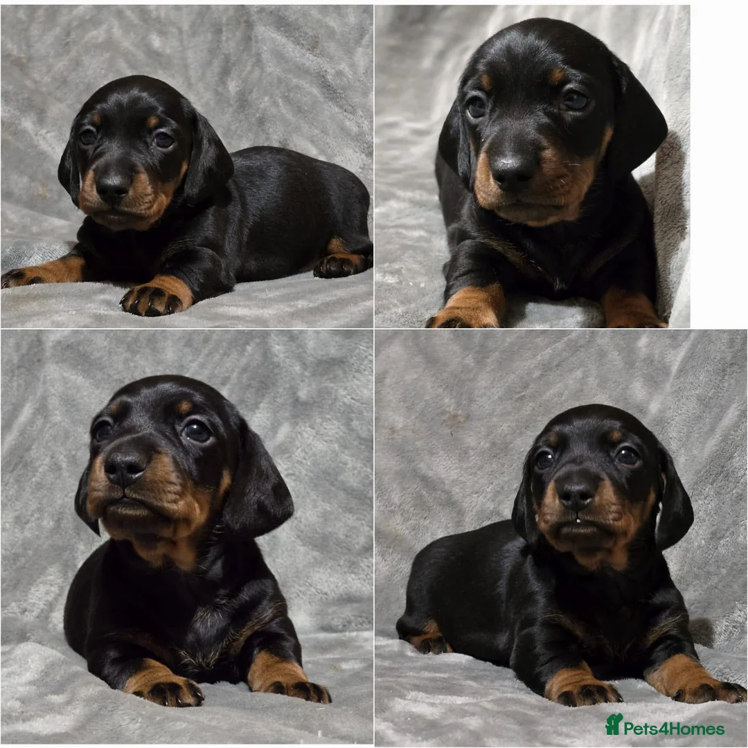 Miniature Dachshund dogs for stud: Champion Sired, Crufts Qualified Shaded Red in Dalry - Advert 8