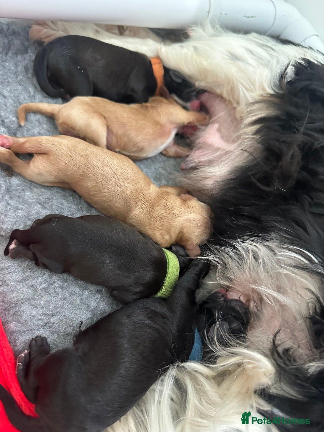 Cavapoo dogs for sale: F1 cavapoo puppies heath tested  - Image 7