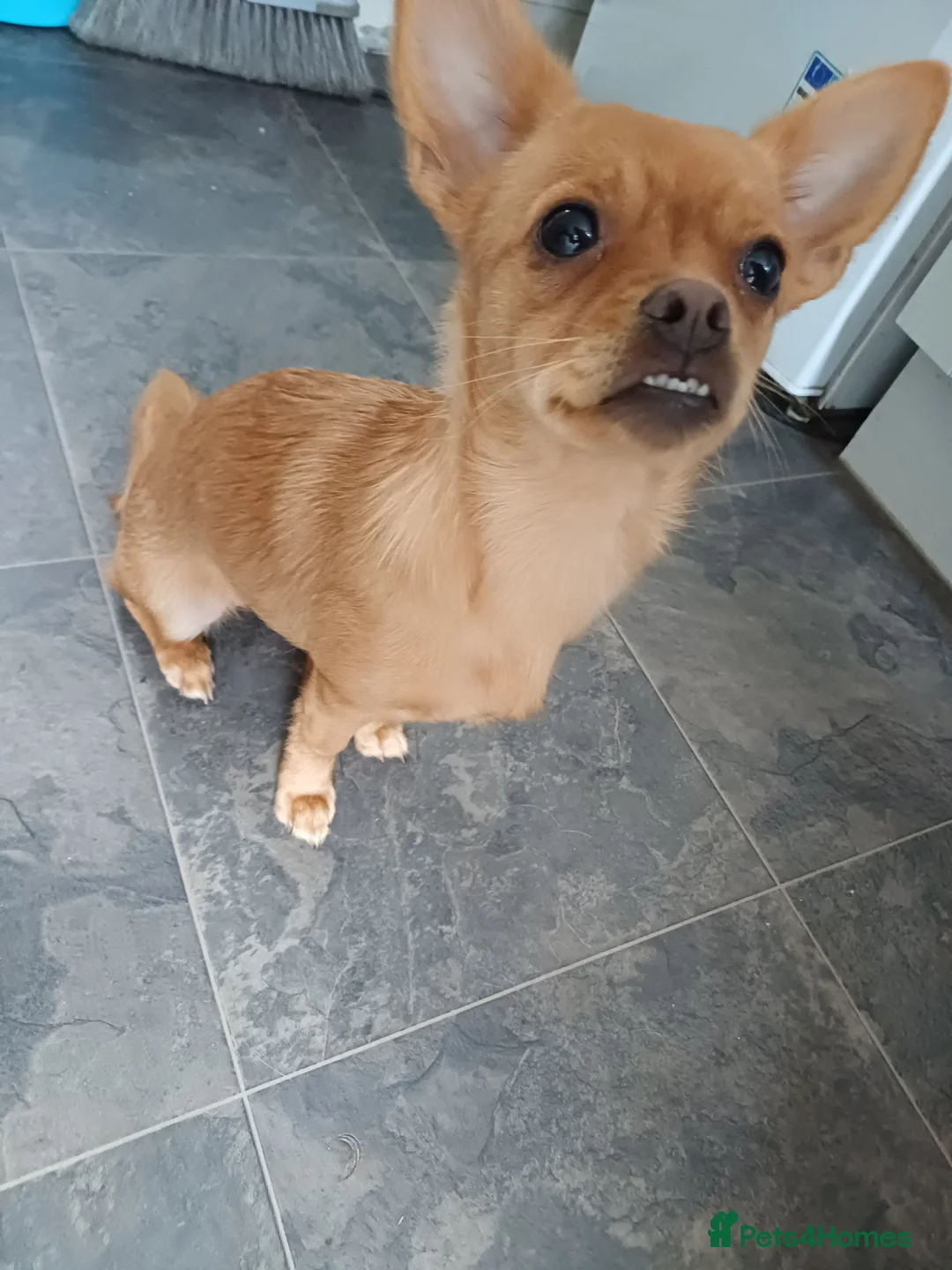 Mixed Breed dogs for sale: Nala is looking for her forever home  - Advert 10