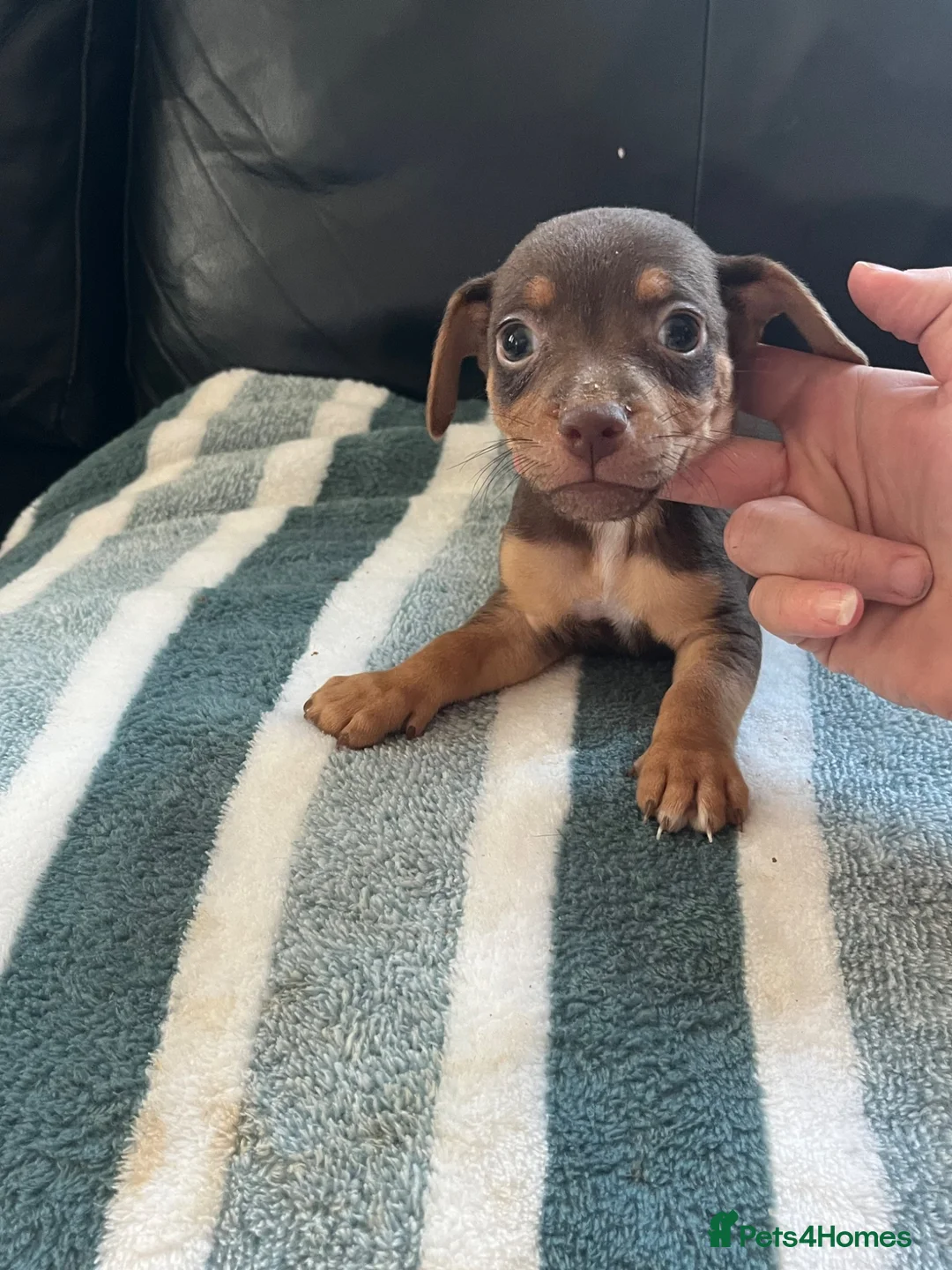 Jack Russell dogs for sale: Jack Russell puppies  in Doncaster - Advert 2