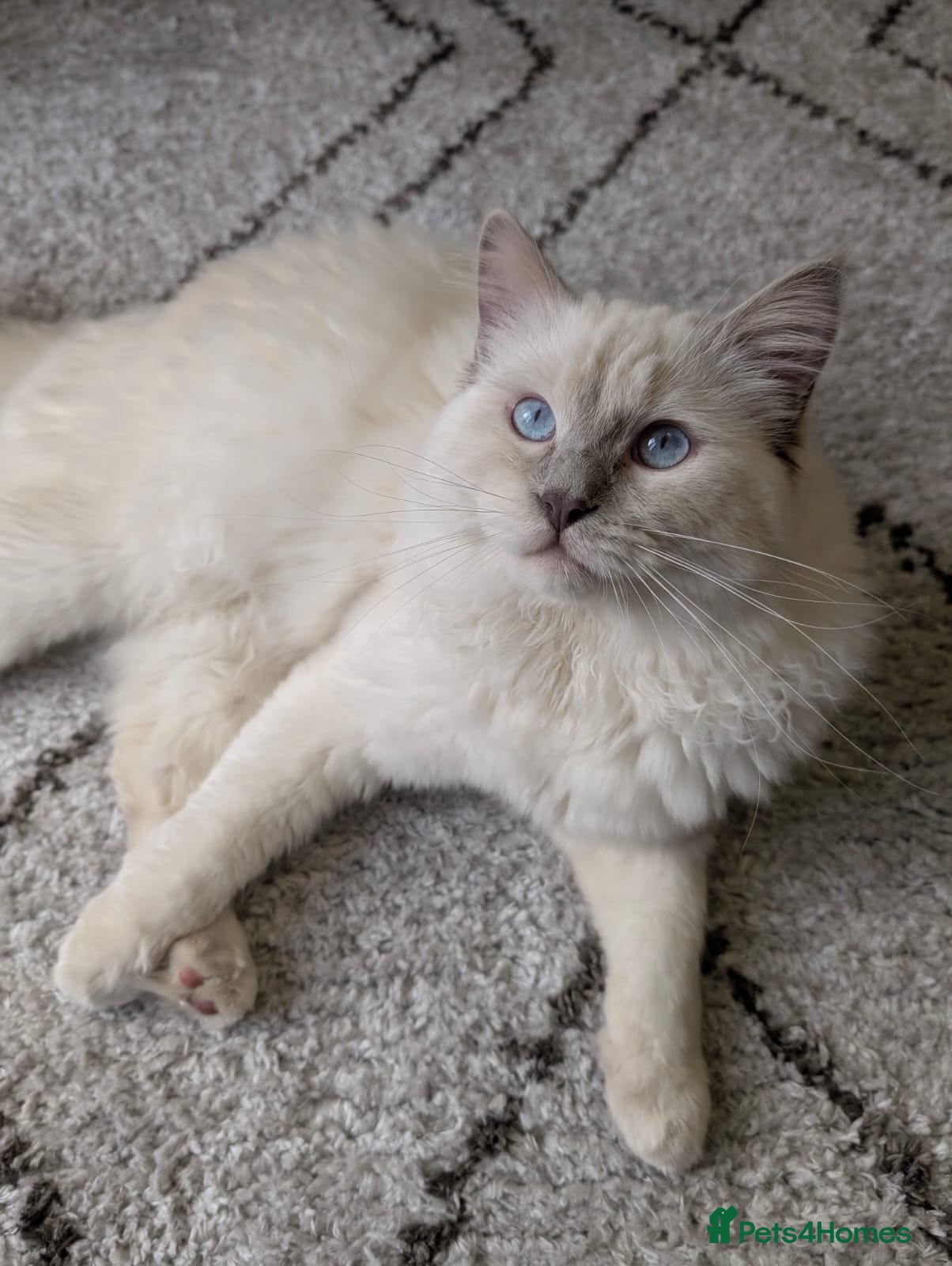 Ragdoll cats ❤️GCCF Registered❤️Lilac Point ragdoll   - Advert 1