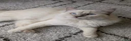 Ragdoll cats for stud: ❤️GCCF Registered❤️Lilac Point ragdoll   - Advert 3