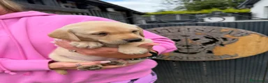 Labrador Retriever 10